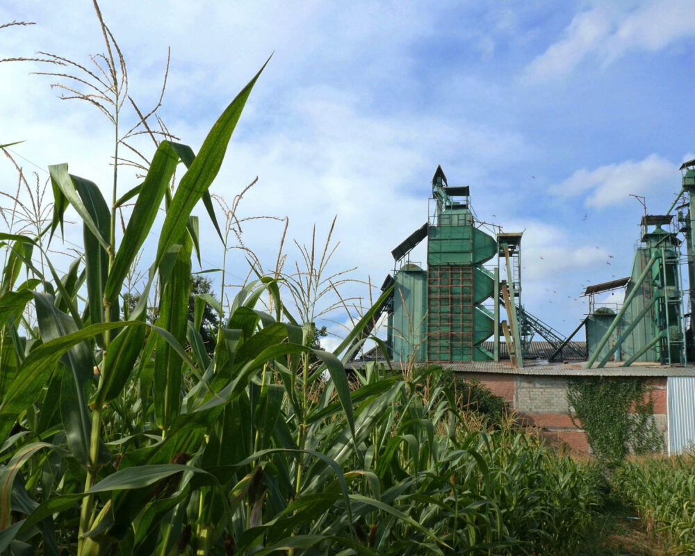 corn-field-front-of-the-seed-factory-pan-shot-SBI-350931211  Home 10 corn field front of the seed factory pan shot SBI 350931211 scaled 1000x800