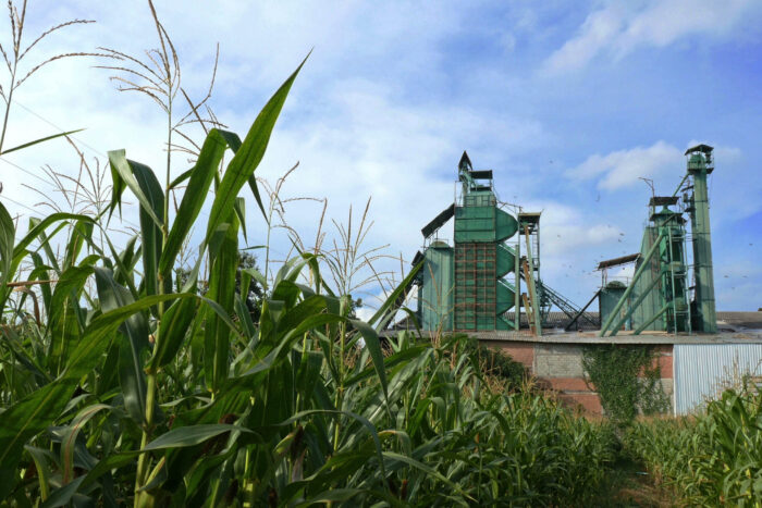 corn-field-front-of-the-seed-factory-pan-shot-SBI-350931211  Services corn field front of the seed factory pan shot SBI 350931211 scaled 700x467